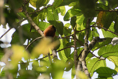 Saguinus tripartitus