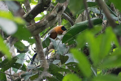 Saguinus tripartitus