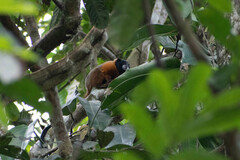 Saguinus tripartitus