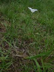 Nierembergia rigida
