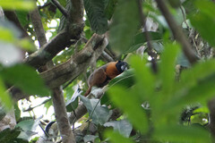Saguinus tripartitus