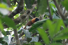 Saguinus tripartitus