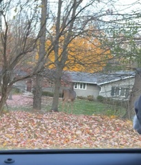 Odocoileus virginianus