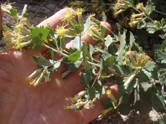 Brickellia baccharidea