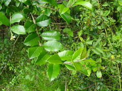 Citharexylum