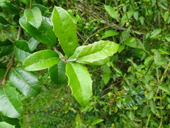 Citharexylum