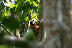 Saguinus tripartitus
