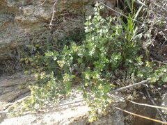 Brickellia baccharidea