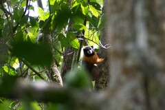 Saguinus tripartitus