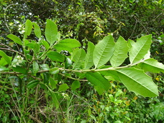 Citharexylum