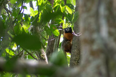 Saguinus tripartitus