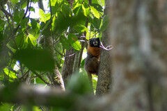 Saguinus tripartitus