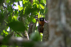 Saguinus tripartitus