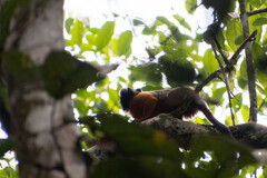 Saguinus tripartitus