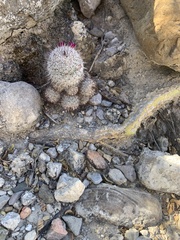 Mammillaria haageana