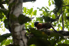Saguinus tripartitus