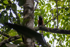 Saguinus tripartitus