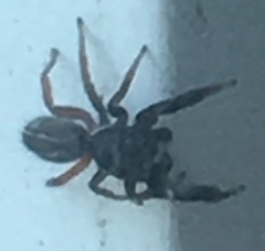 Metacyrba taeniola similis