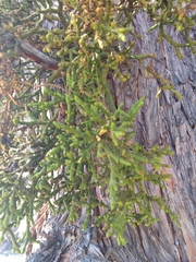 Phoradendron juniperinum