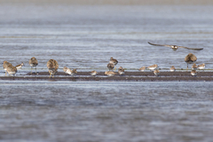 Calidris falcinellus