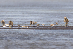 Calidris falcinellus