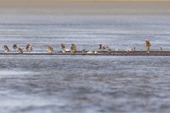 Calidris falcinellus