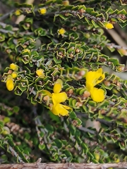 Bossiaea foliosa
