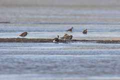 Calidris falcinellus