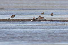 Calidris falcinellus