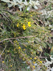 Bossiaea foliosa
