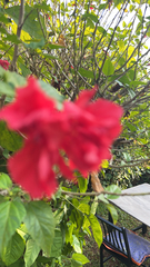 Hibiscus rosa-sinensis