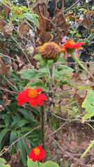 Tithonia rotundifolia