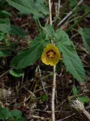 Gaya parviflora