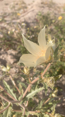 Mentzelia involucrata