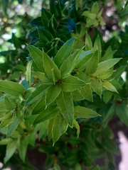 Gaultheria phillyreifolia