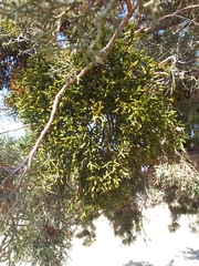 Phoradendron juniperinum