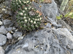 Mammillaria carnea