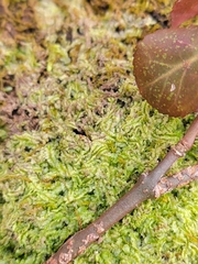 Lophocolea heterophylla