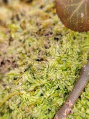 Lophocolea heterophylla