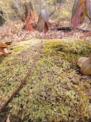 Lophocolea heterophylla