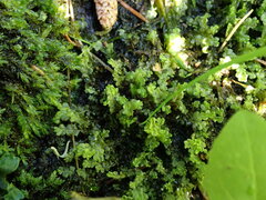 Chiloscyphus polyanthos