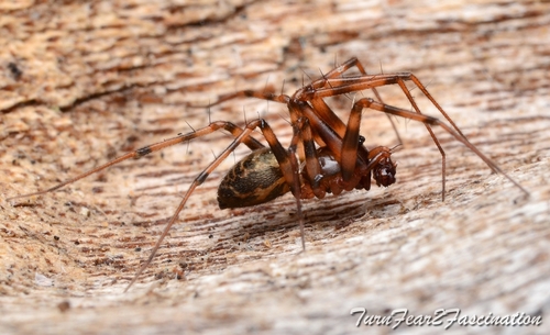 Lepthyphantes