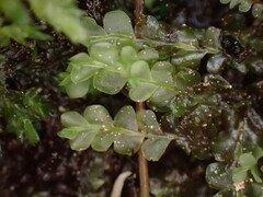 Chiloscyphus polyanthos