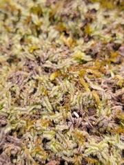 Lophocolea heterophylla