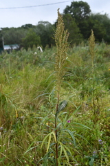 Artemisia selengensis