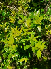 Gaultheria phillyreifolia