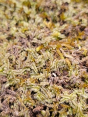 Lophocolea heterophylla