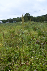 Artemisia selengensis