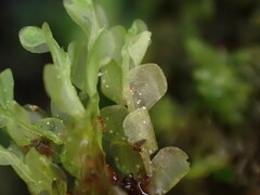 Chiloscyphus polyanthos