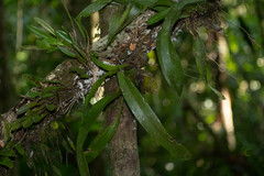 Maxillaria